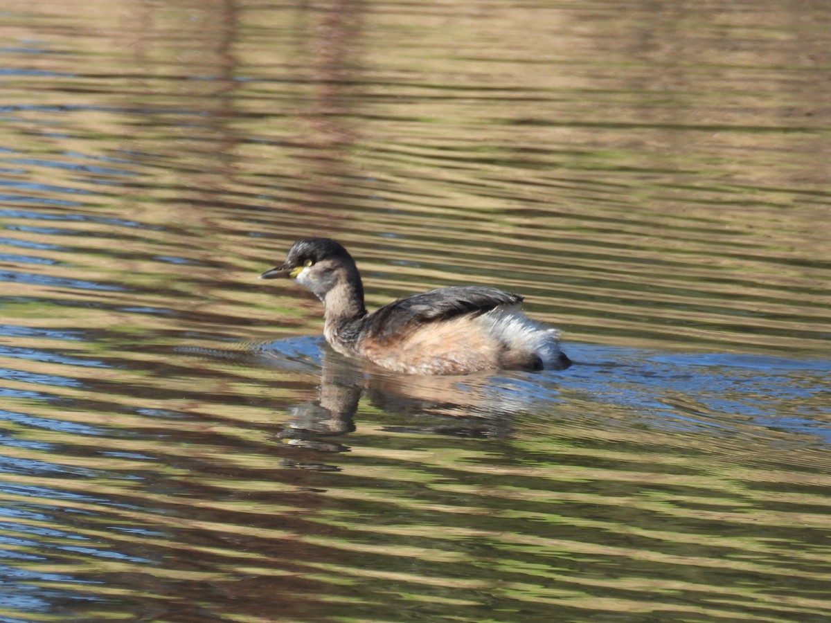 Australasian Grebe - ML638308857