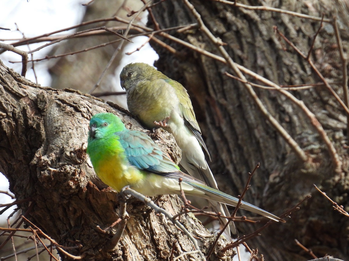 Red-rumped Parrot - ML638308865