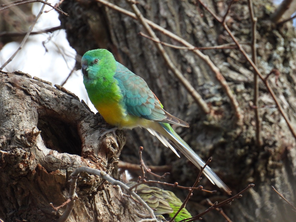 Red-rumped Parrot - ML638308866