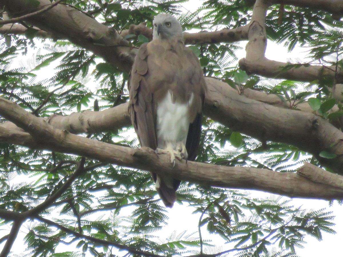 Gray-headed Fish-Eagle - ML638308871