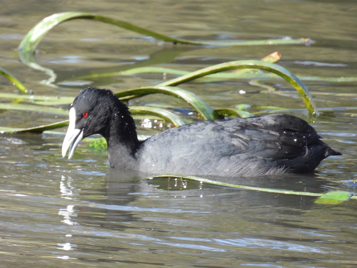 Eurasian Coot - ML638308872