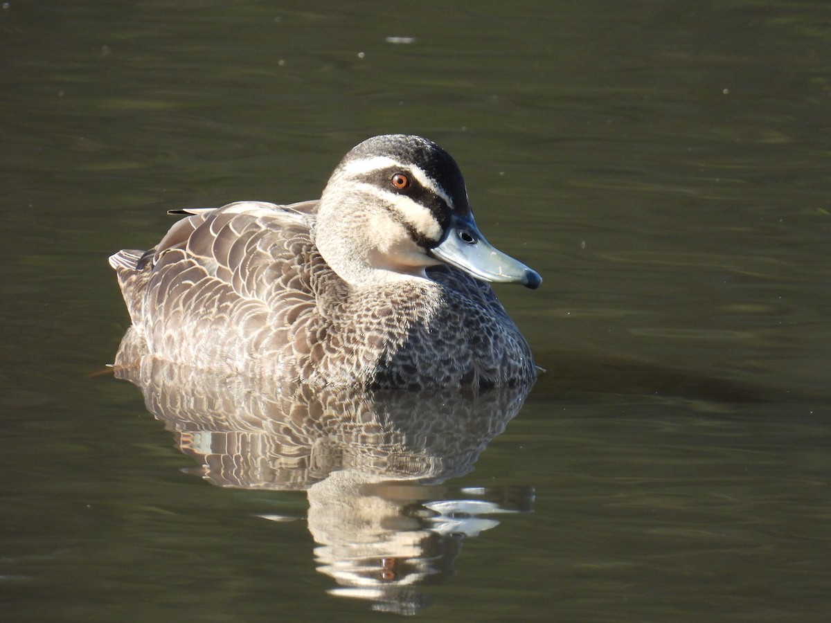 Pacific Black Duck - ML638308879