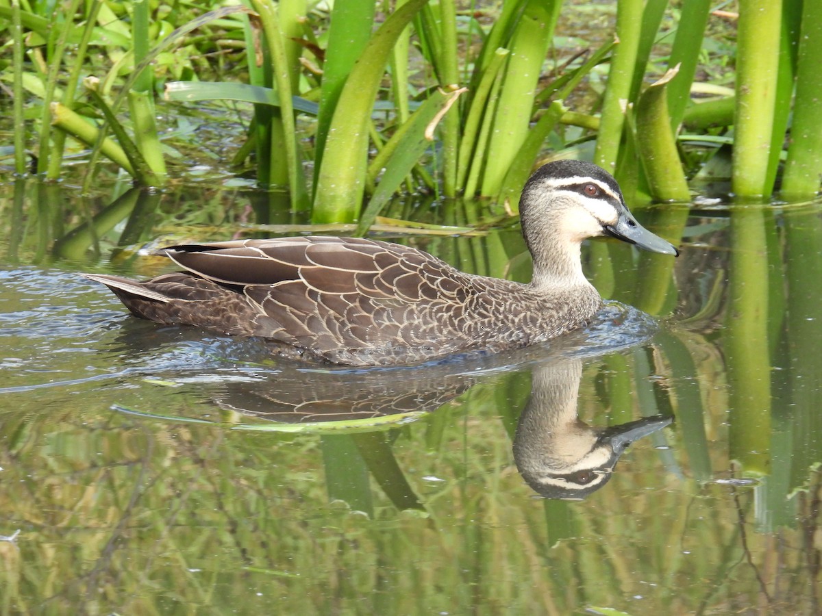 Pacific Black Duck - ML638308881