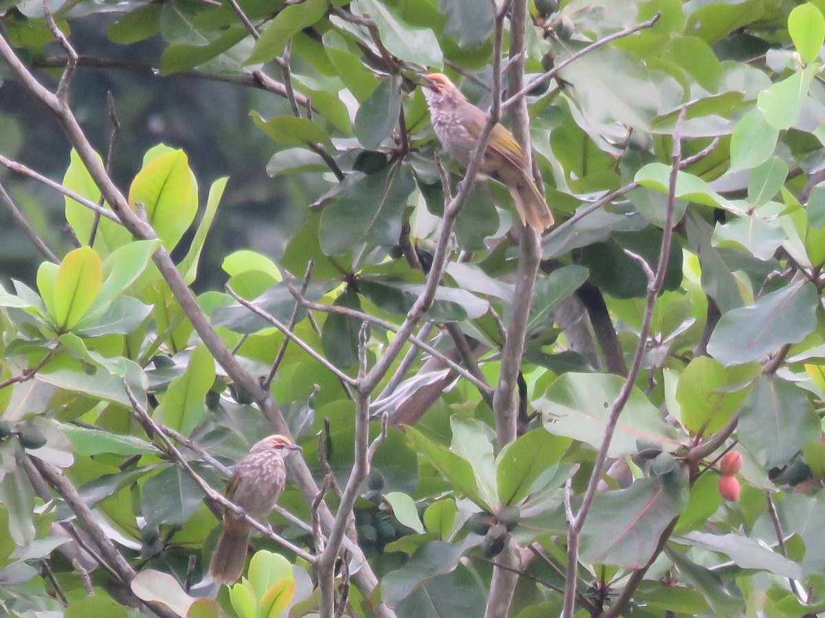 Straw-headed Bulbul - ML638308883