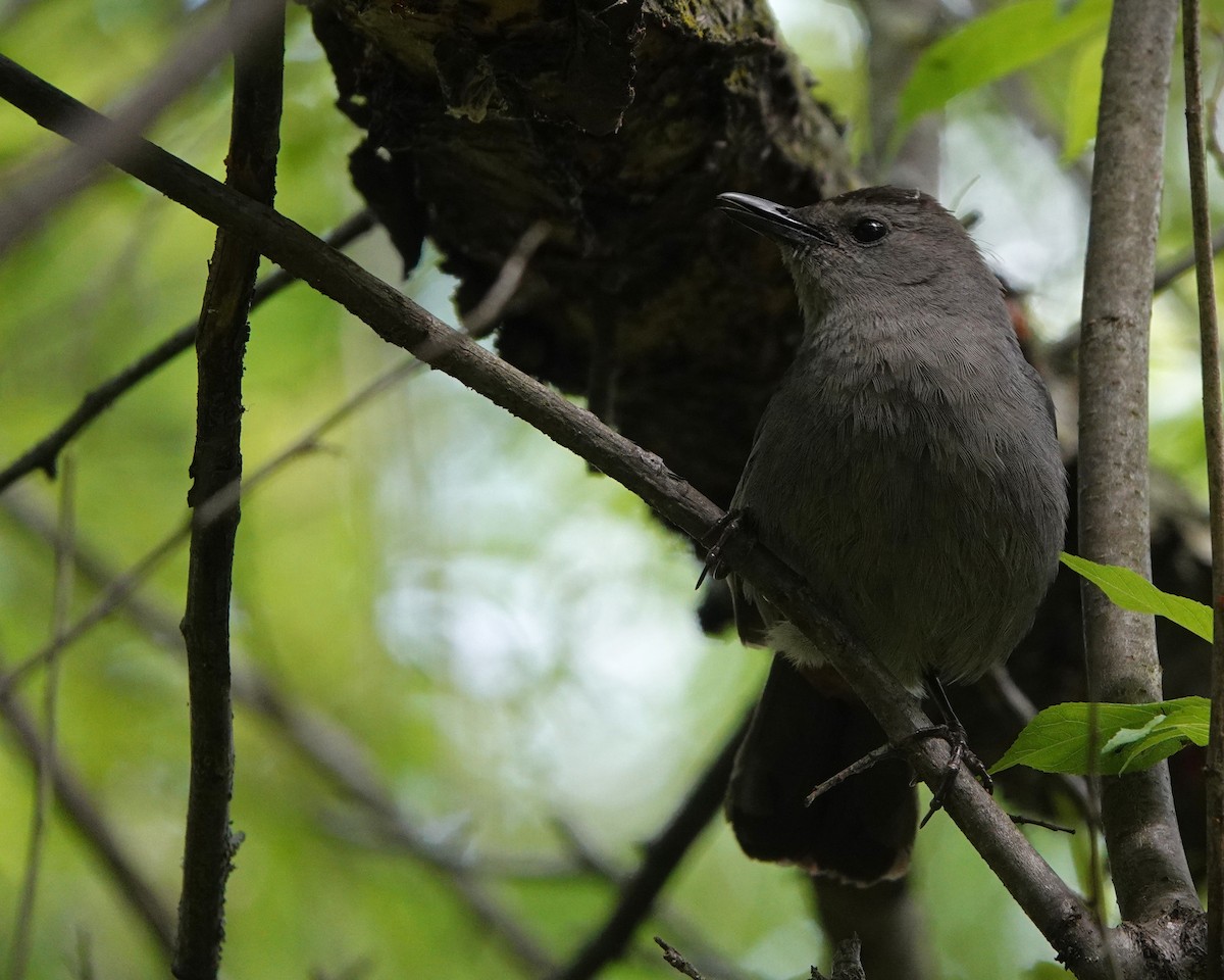 Gray Catbird - ML638308884