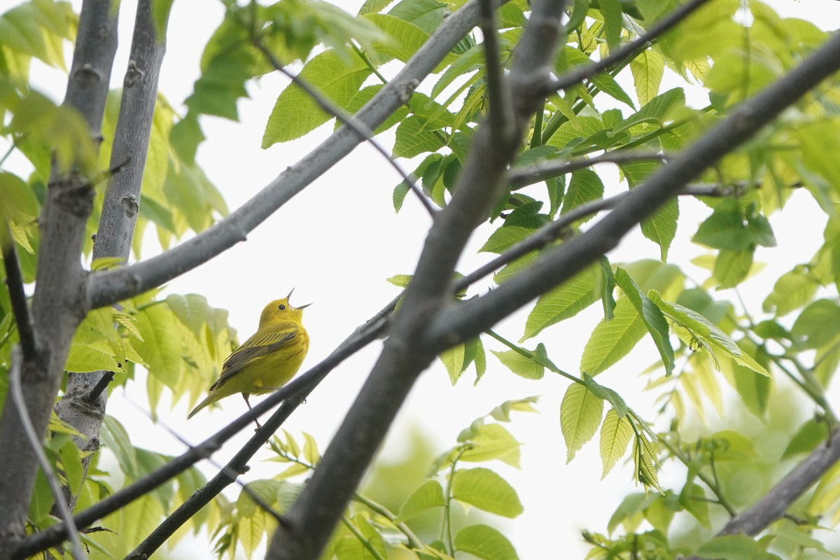 Yellow Warbler (Northern) - ML638308886