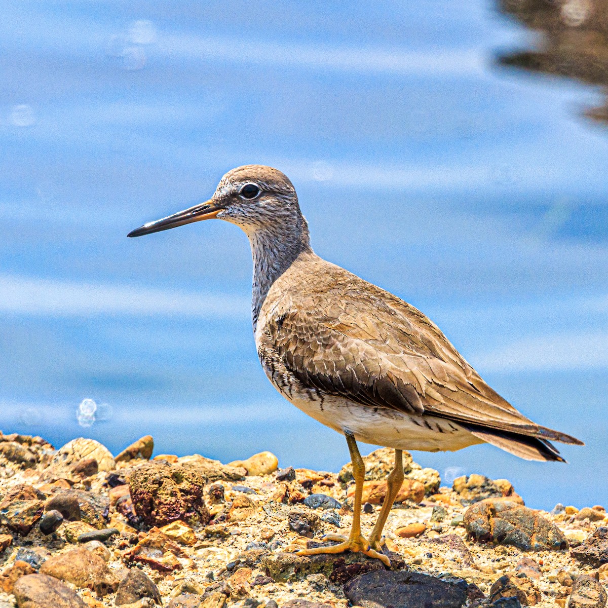 Gray-tailed Tattler - ML638308892