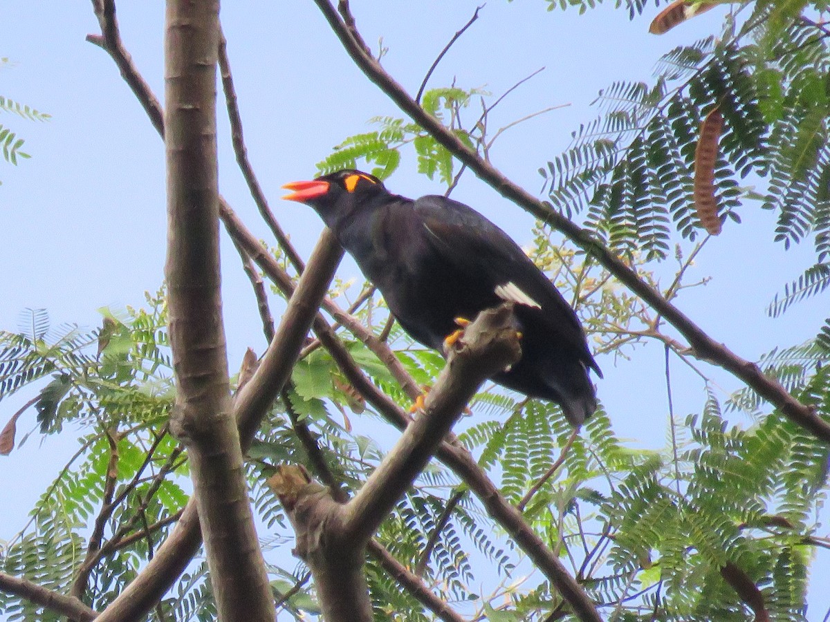 Common Hill Myna - ML638308893
