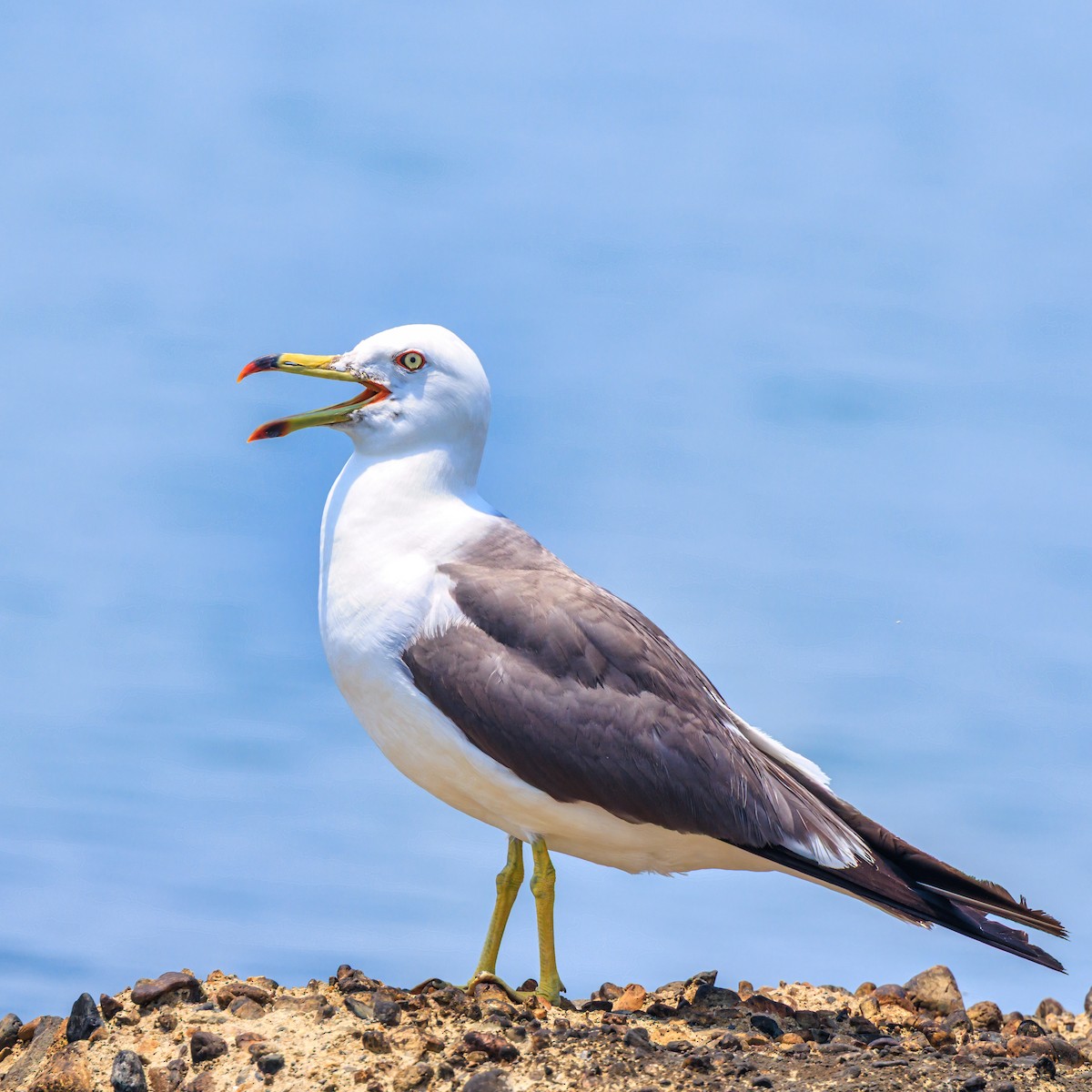 Black-tailed Gull - ML638308895