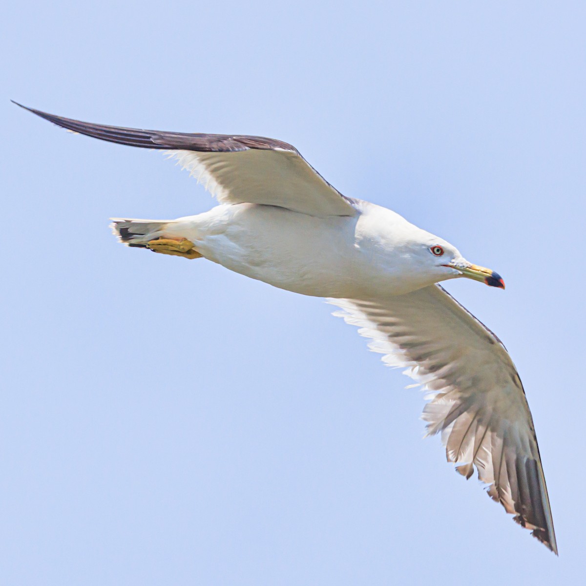 Black-tailed Gull - ML638308897