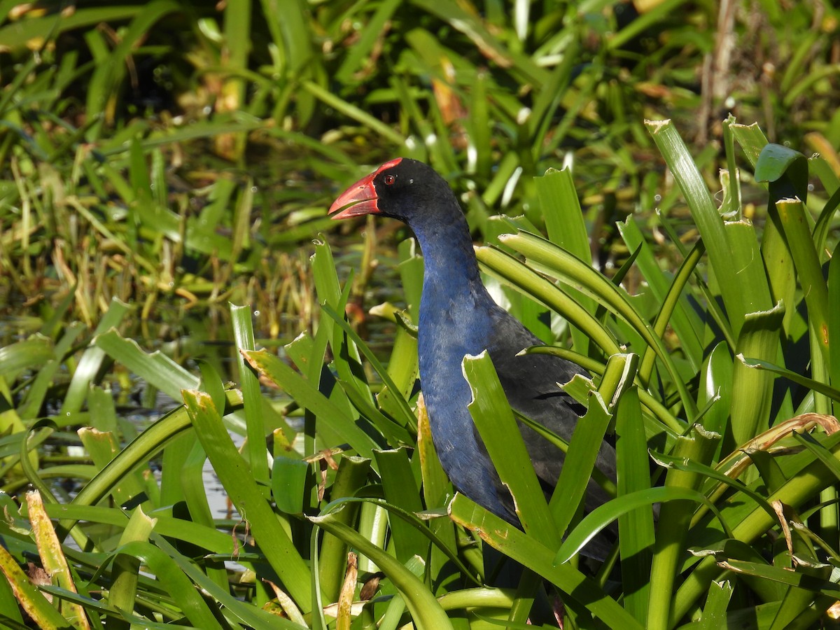 Australasian Swamphen - ML638308898
