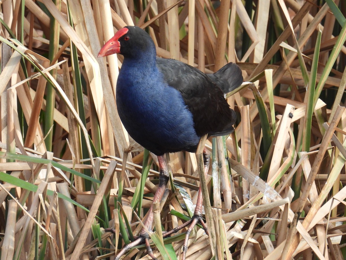 Australasian Swamphen - ML638308901