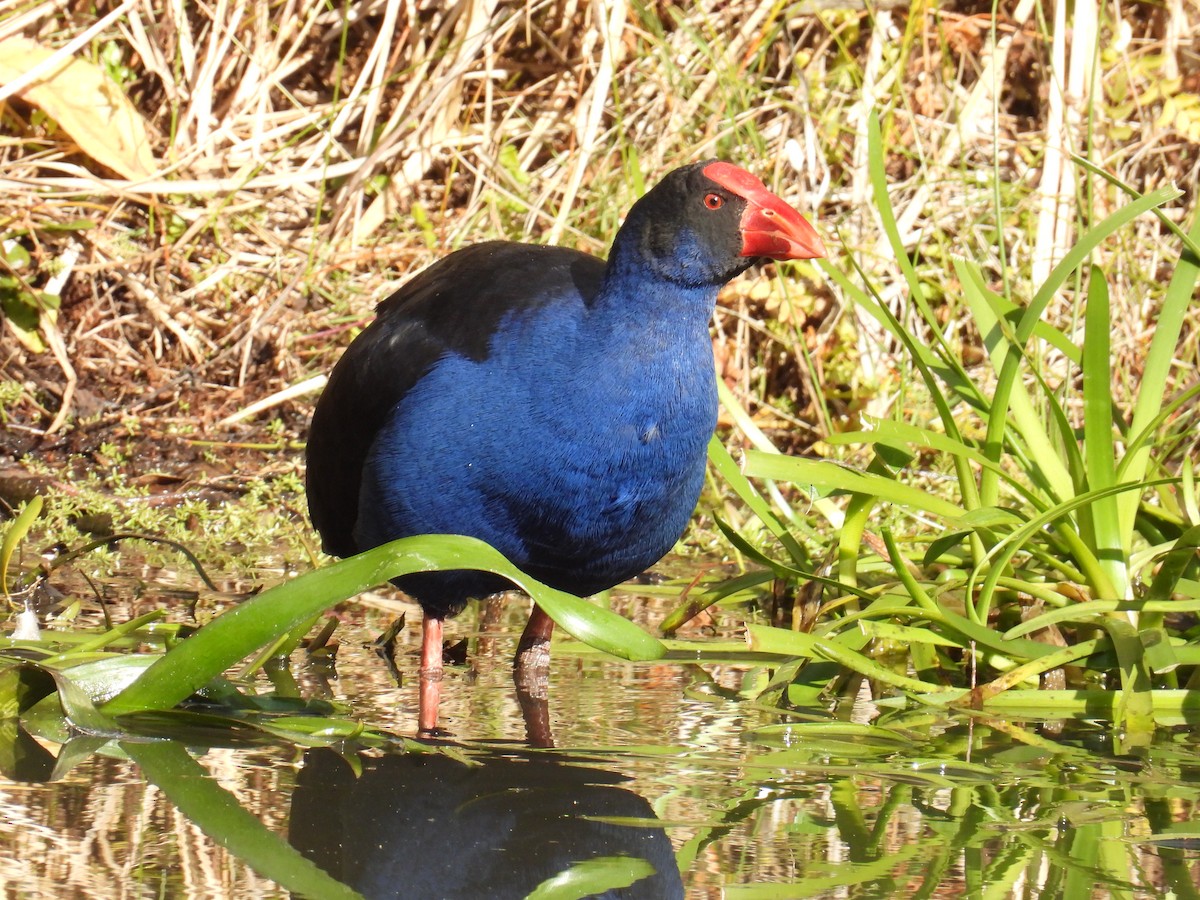 Australasian Swamphen - ML638308902