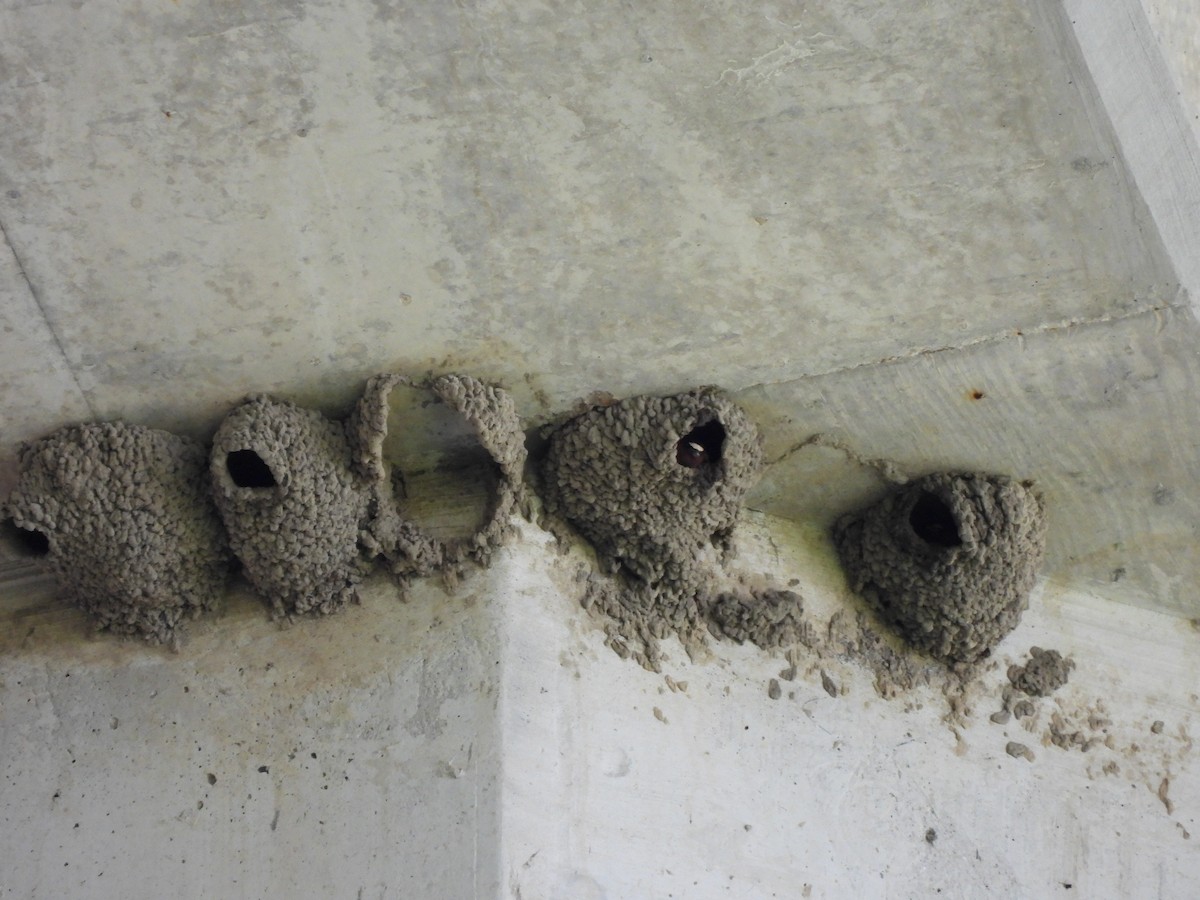 Cliff Swallow - ML638308905