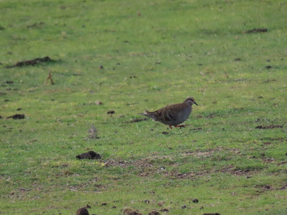Common Bronzewing - ML638308908