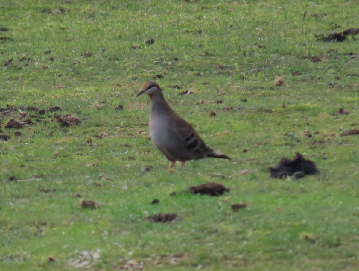 Common Bronzewing - ML638308909