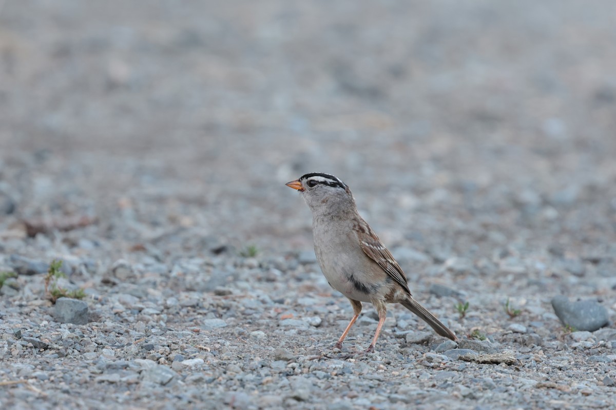 White-crowned Sparrow - ML638308910
