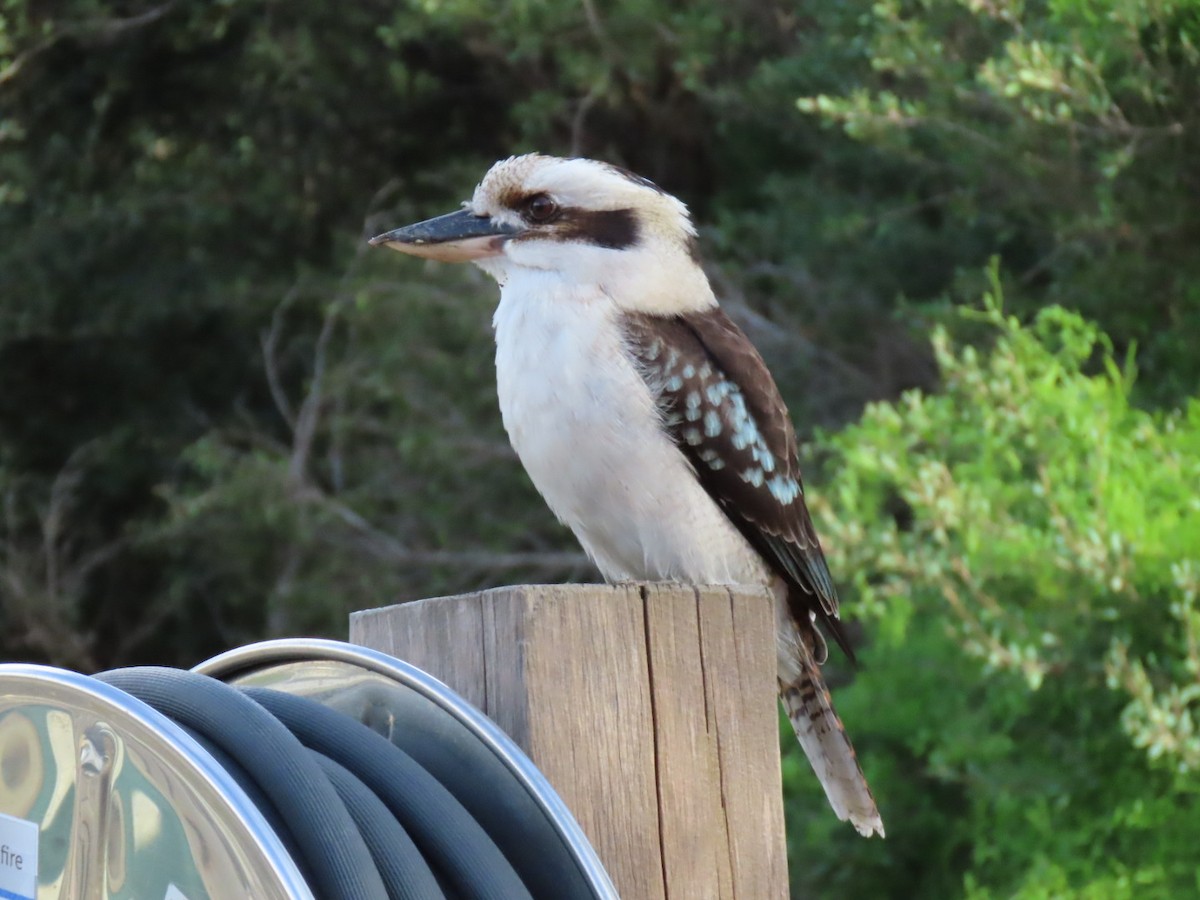 Laughing Kookaburra - ML638308912