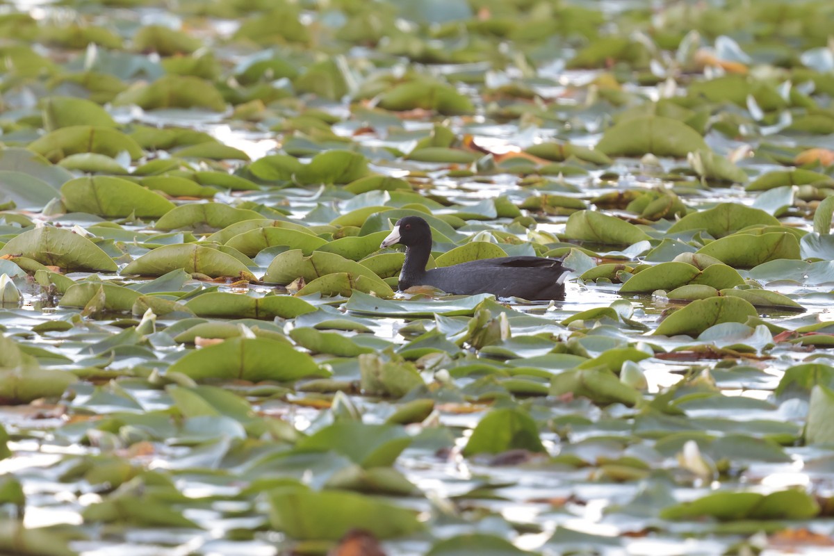 American Coot - ML638308914