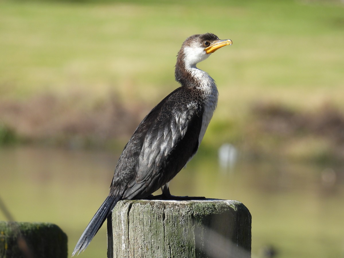 Little Pied Cormorant - ML638308915