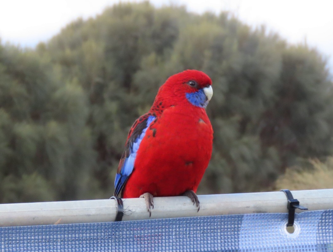 Rosella cremisi - ML638308916