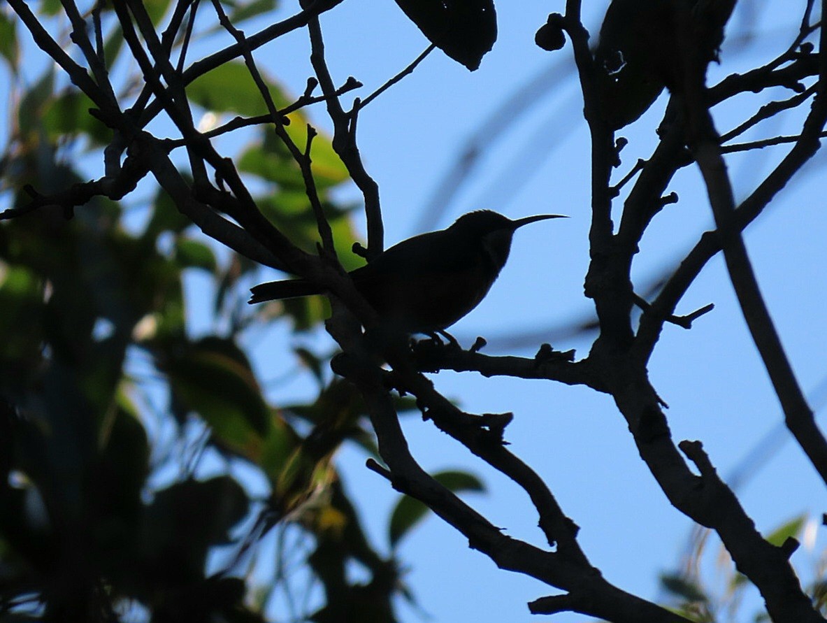 Eastern Spinebill - ML638308919