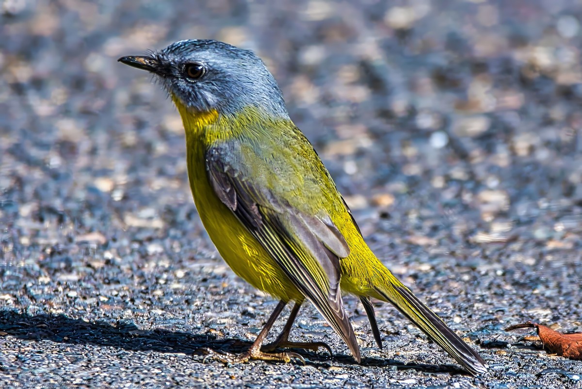 Eastern Yellow Robin - ML638308920