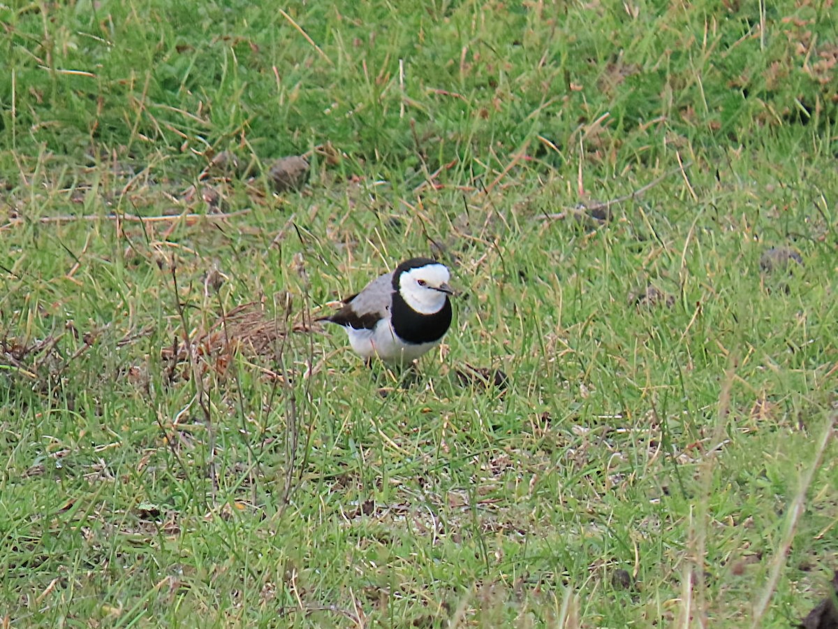 White-fronted Chat - ML638308921