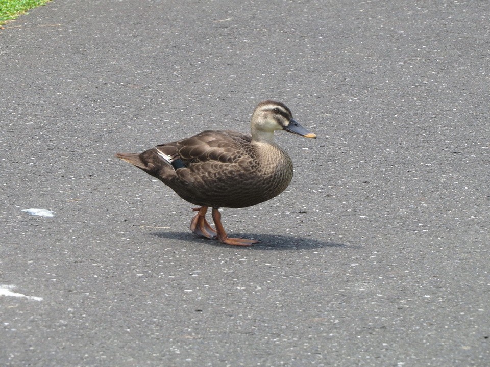 Eastern Spot-billed Duck - ML638308922
