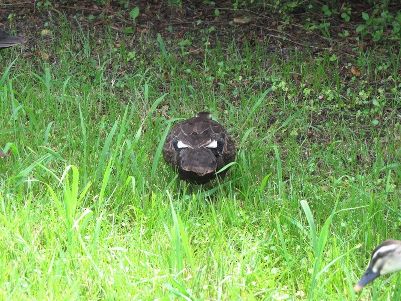 Eastern Spot-billed Duck - ML638308923