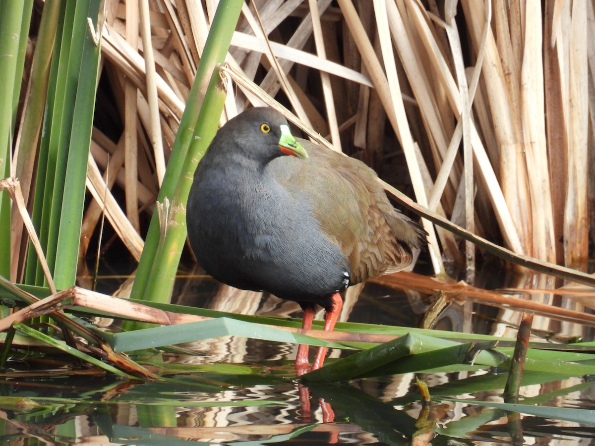 Black-tailed Nativehen - ML638308926