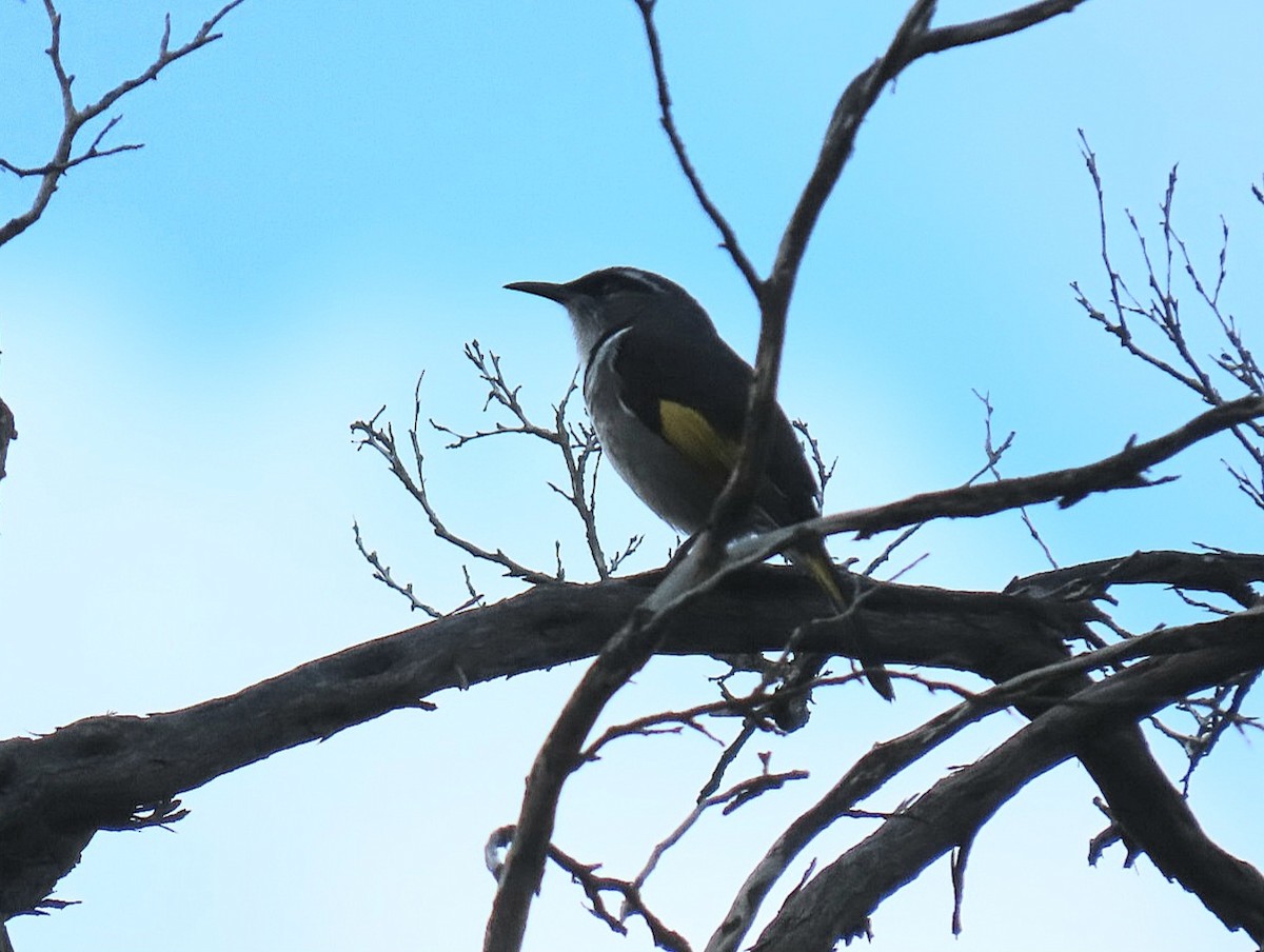 Crescent Honeyeater - ML638308931