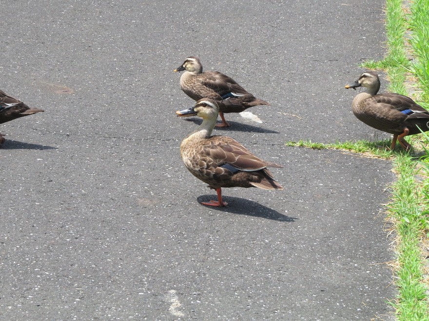 Eastern Spot-billed Duck - ML638308932