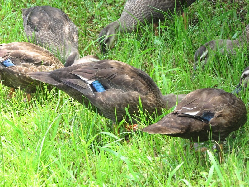 Eastern Spot-billed Duck - ML638308933