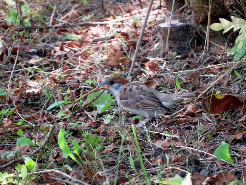 Moineau friquet - ML638308940