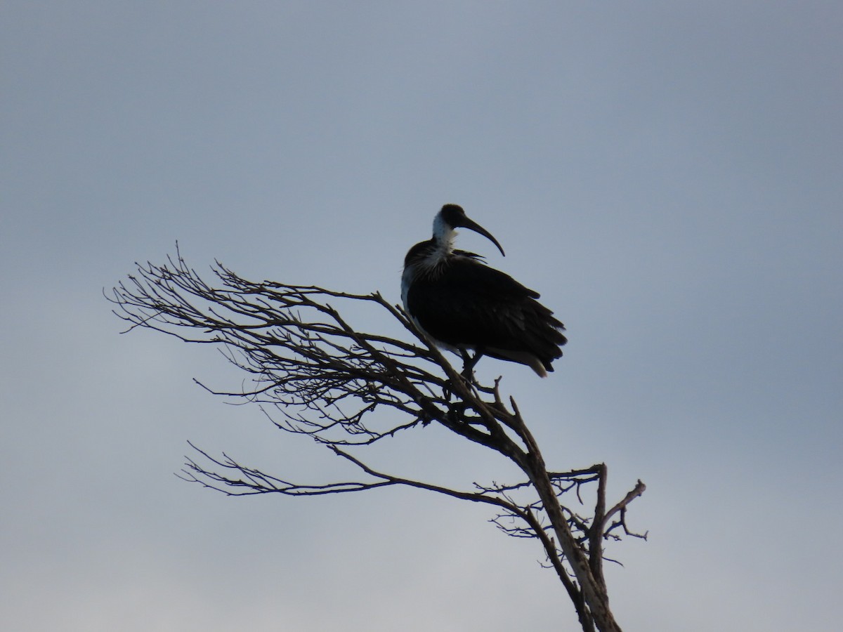 Ibis d'Australie - ML638308978
