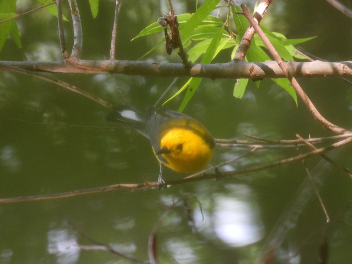 Prothonotary Warbler - ML638308998