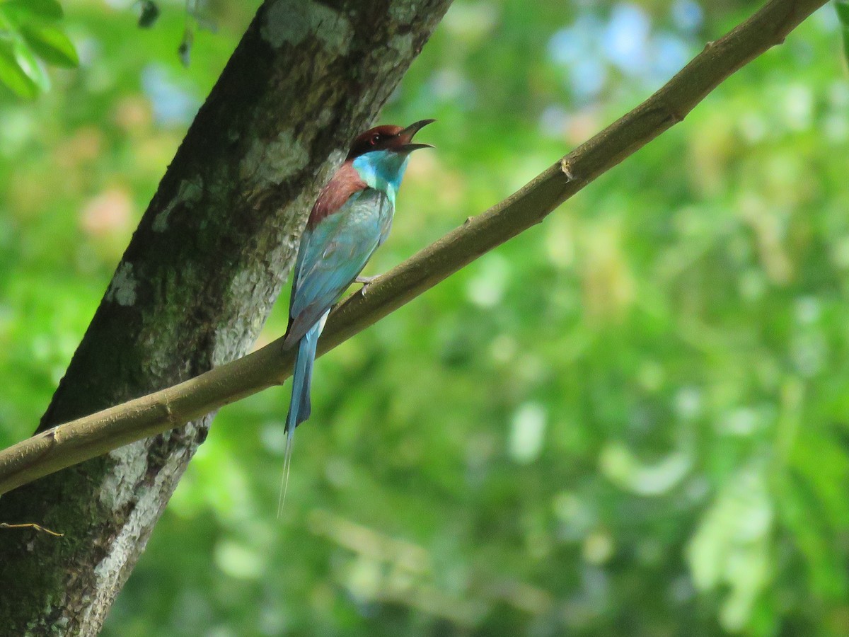 Blue-throated Bee-eater - ML638309020