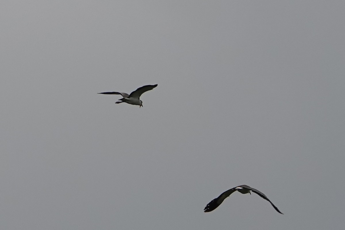 Masked Lapwing - ML638309022