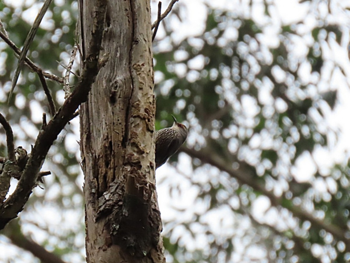 Red-browed Treecreeper - ML638309023