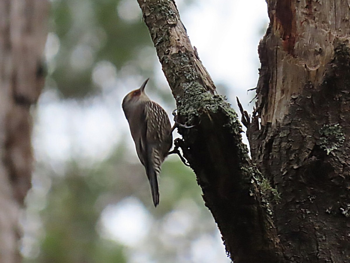 Red-browed Treecreeper - ML638309024