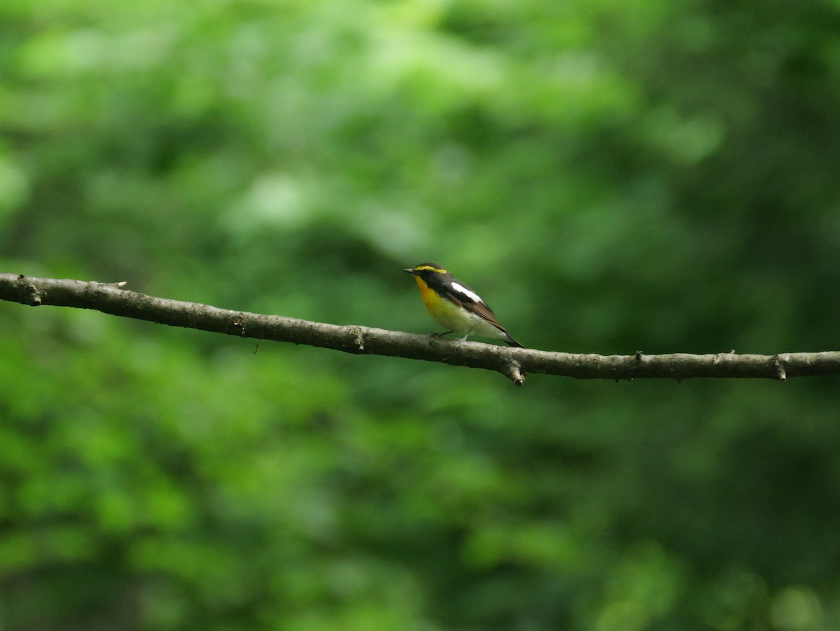Narcissus Flycatcher - ML638309025