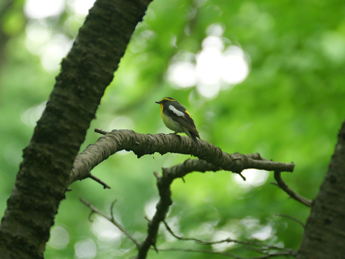 Narcissus Flycatcher - ML638309026