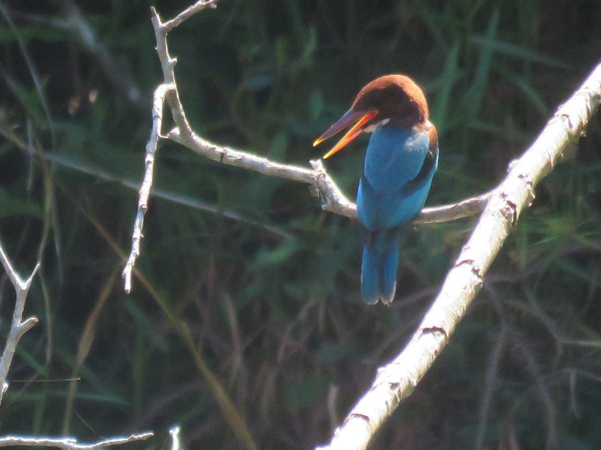 White-throated Kingfisher - ML638309029