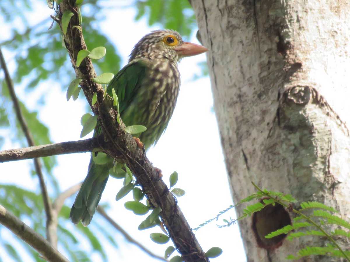 Lineated Barbet - ML638309031