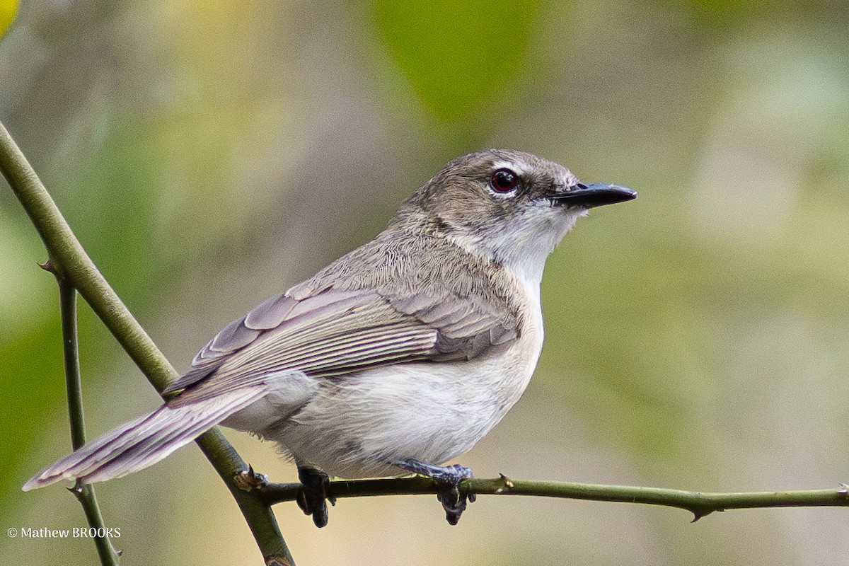 Gerigón Picudo - ML638309038