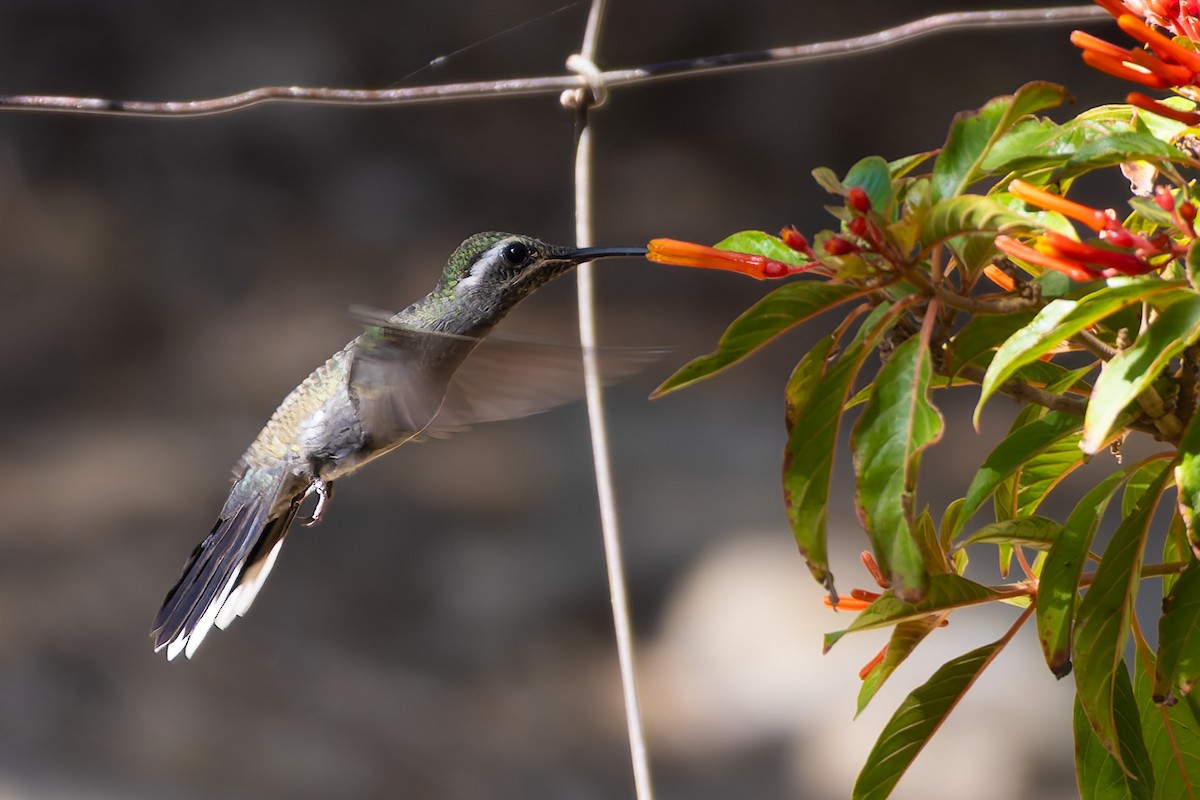 Colibrí Gorjiazul - ML638309049