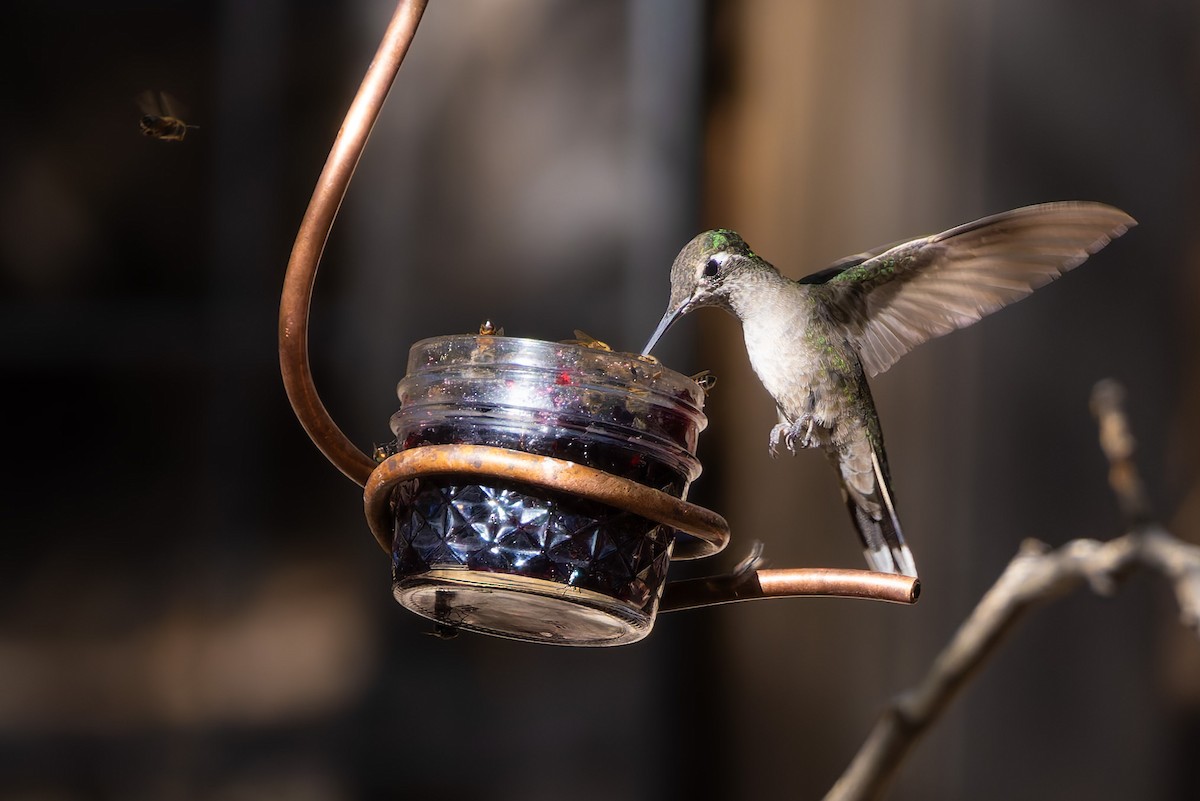 Colibrí Gorjiazul - ML638309051