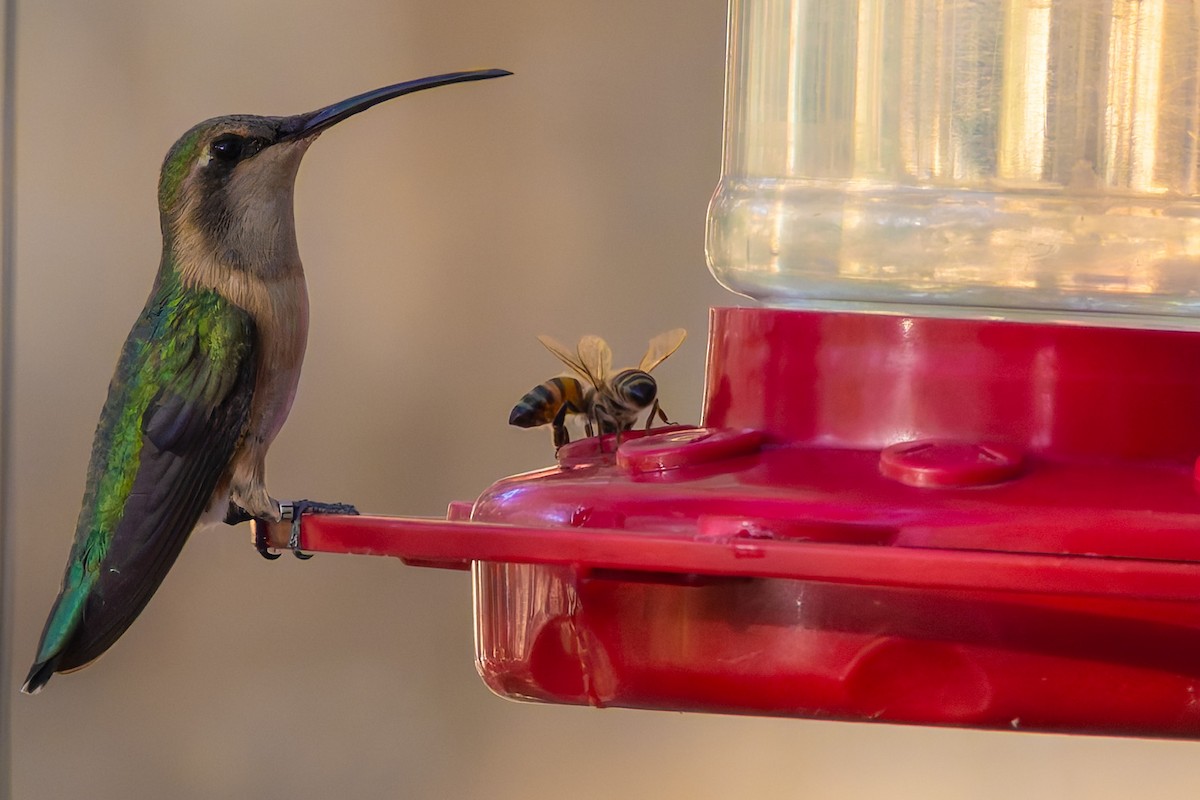 Colibrí Luminoso - ML638309058