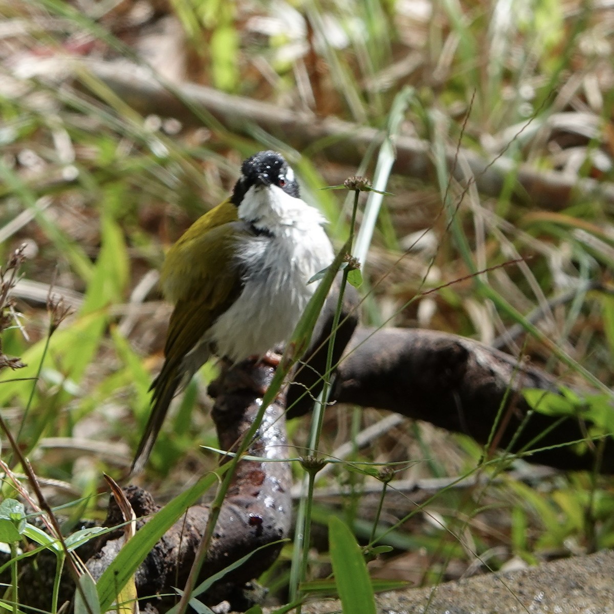 White-throated Honeyeater - ML638309067